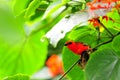 Bird, Madagascar red fody Royalty Free Stock Photo