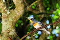 Bird, Magnolia Warbler