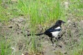 Bird magpie black and white plumage