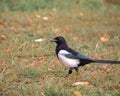 Bird Magpie close-up on a background of grass with fallen leaves