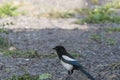 Bird Magpie Green Grass.Crow on the grass