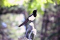 Bird magpie sitting on a blurred background