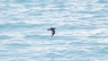 A bird in the Maldives is moving very fast and close to the water for fish Royalty Free Stock Photo