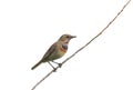 The bird is a male Bluethroat sitting on a branch isolated