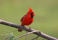 Bird - Male Northern Cardinal Royalty Free Stock Photo