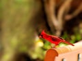 Bird, male Northern Cardinal Royalty Free Stock Photo