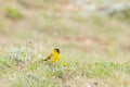 Bird male siskin Spinus spinus migrating bird in spring Royalty Free Stock Photo