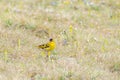 Bird male siskin Spinus spinus migrating bird in spring Royalty Free Stock Photo