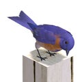 Bird Male Western Bluebird