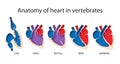 Comparative anatomy of heart in vertebrates diagram