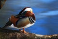 Bird Mandarin Duck, Aix galericulata, sitting on the branch with blue water surface in background Royalty Free Stock Photo