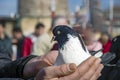 In the bird market, fluttering dove on hand.