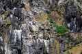 Bird market on sea rocks. Many birds and cormorants are blue on stones and rocks against the backdrop of a calm sea Royalty Free Stock Photo