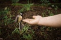 Bird meets human Royalty Free Stock Photo