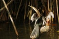 Bird, Mexico