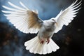 Bird in mid air white feathered homing pigeon soaring gracefully