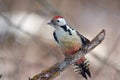 Bird - Middle spotted woodpecker sitting on a branch covered with lichen in the winter forest on a background of trees