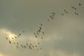 Bird migration Royalty Free Stock Photo