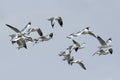 Bird, Migration birds Brown-headed Gull