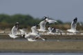 Bird, Migration birds Brown-headed Gull