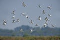Bird, Migration birds Gull-billed Tern