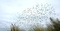Bird migration in dunes - netherlands Royalty Free Stock Photo