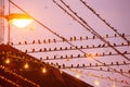 Bird migration. Flock of Barn Swallow on wires and flying in rainy at twilight. Betong City, Yala, Southern Thailand.