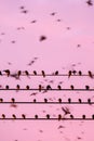 Bird migration, flock of barn swallow on wires and flying in sunset sky. Betong City, Yala, Southern Thailand. Winter season Royalty Free Stock Photo