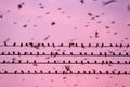 Bird migration, flock of barn swallow on wires and flying in sunset sky. Betong City, Yala, Southern Thailand. Winter season