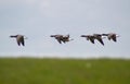 Flock of Brant geese in flight Royalty Free Stock Photo