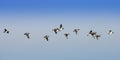 Bird migration Royalty Free Stock Photo