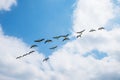 Bird migration scenery Royalty Free Stock Photo