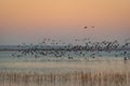 Bird migration at sunrise. Geese Anser albifrons flying over Zuvintas lake Lithuania, nature landscape Royalty Free Stock Photo