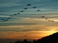 Bird Migration at Sunset Royalty Free Stock Photo