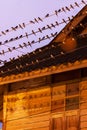 Bird migration at sunset, flock of barn swallow on a wires and eaves of wooden house. Betong City, Yala, Southern Thailand. Winter Royalty Free Stock Photo