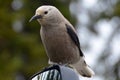 Bird on a mirror