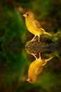 Bird, mirror reflection. Green and yellow songbird European Greenfinch, Carduelis chloris, sitting on the yellow larch branch, wit