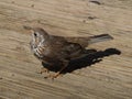 Bird (mistlethrush) on timber deck