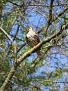 Bird (mistlethrush) in tree