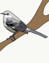 Bird Mockingbird.