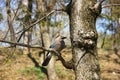 Bird the mockingjay Royalty Free Stock Photo