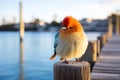 a bird with a mohawk standing on a wooden post