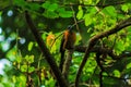 Bird Momotidae perched, momoto,`bobo` or pendulum