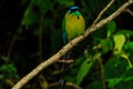 Bird Momotidae perched, momoto,`bobo` or pendulum