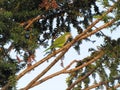 Bird monk parakeet (Myiopsitta monachus),  Quaker parrot resting on a tree branch at sunset. Royalty Free Stock Photo