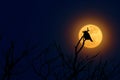 Bird with moon, misty night. Late evening with raven, sitting on the tree in nature habitat. Magic night with moon light in forest