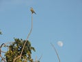 Bird and moon Royalty Free Stock Photo