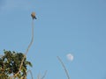 Bird and moon Royalty Free Stock Photo