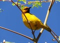 Bird on moringa tree