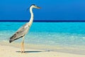 Bird is on the morning beach Royalty Free Stock Photo